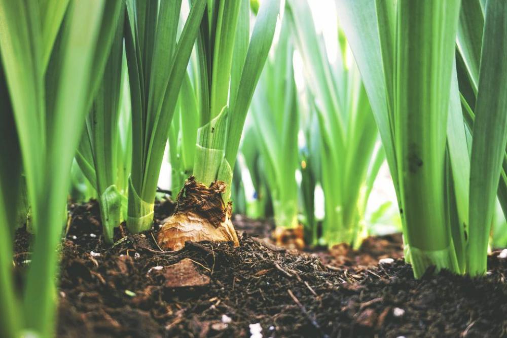 nature landscape soil plant green nature landscape soil plant green