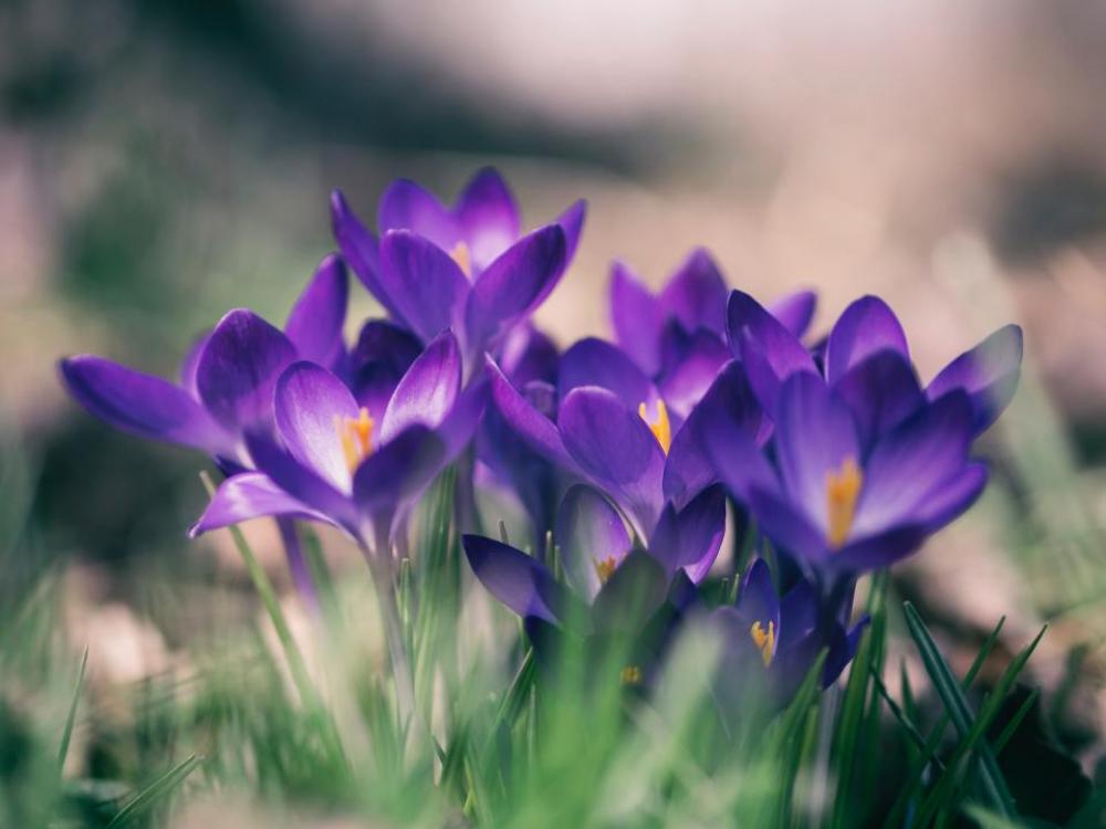 flower violet petal bloom garden flower violet petal bloom garden