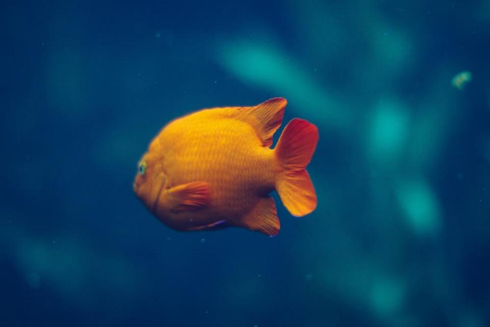 gold fish aquatic animal swimming gold fish aquatic animal swimming