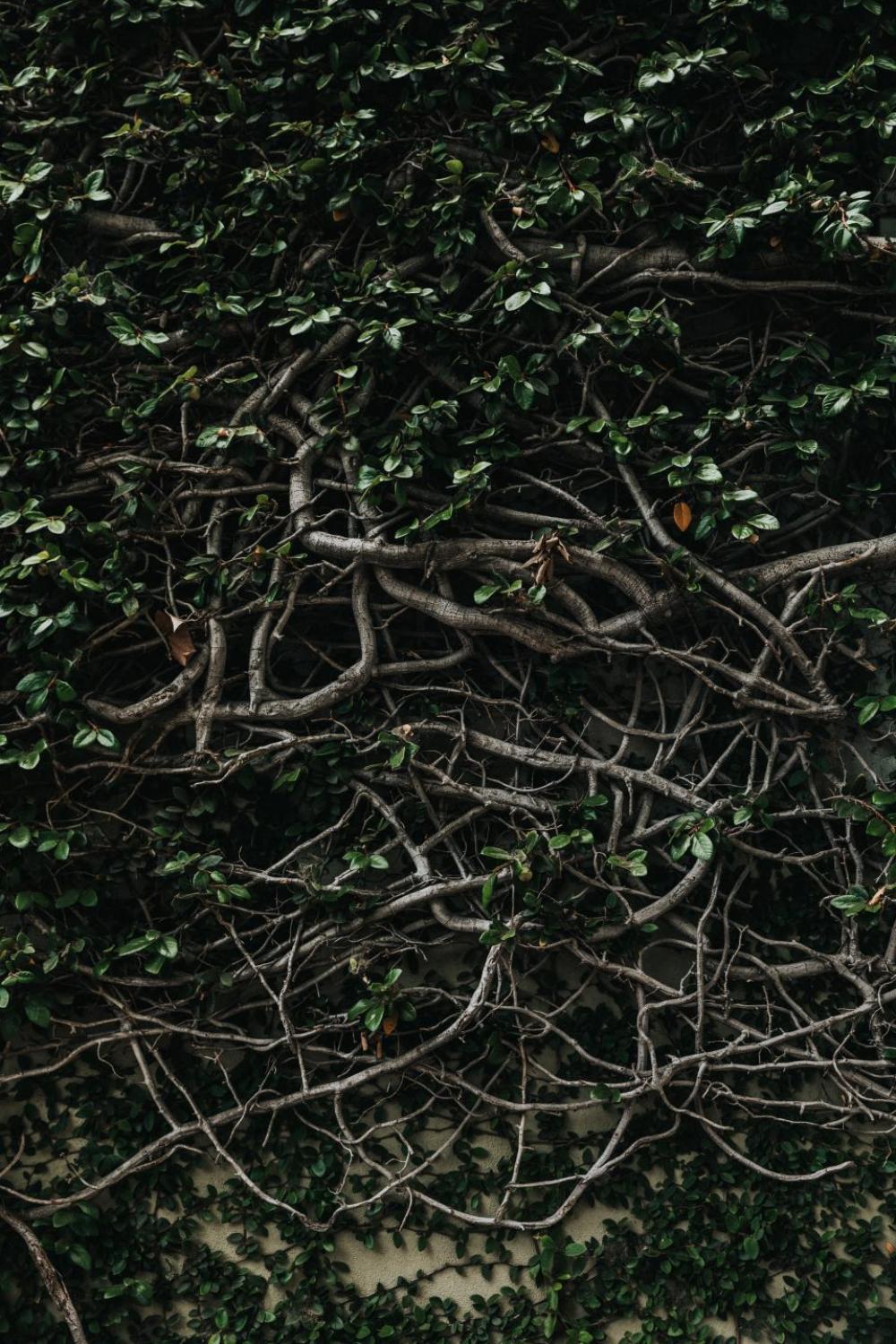 green plants roots vines green plants roots vines