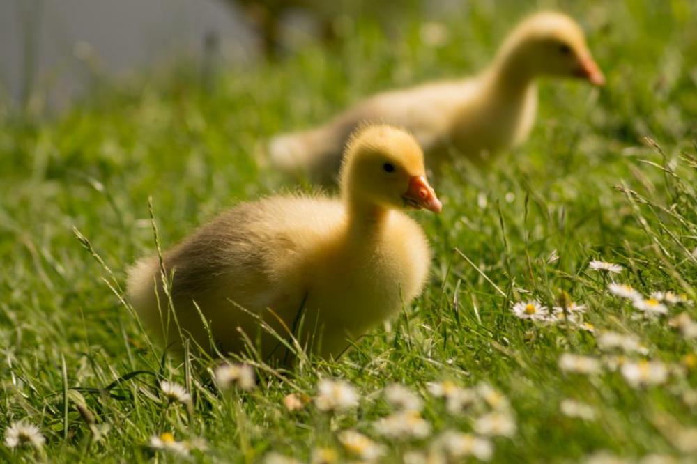 chicks ducks birds animals grass chicks ducks birds animals grass