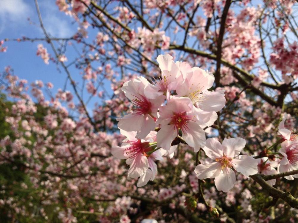 pink blossoms bloom flower tree pink blossoms bloom flower tree