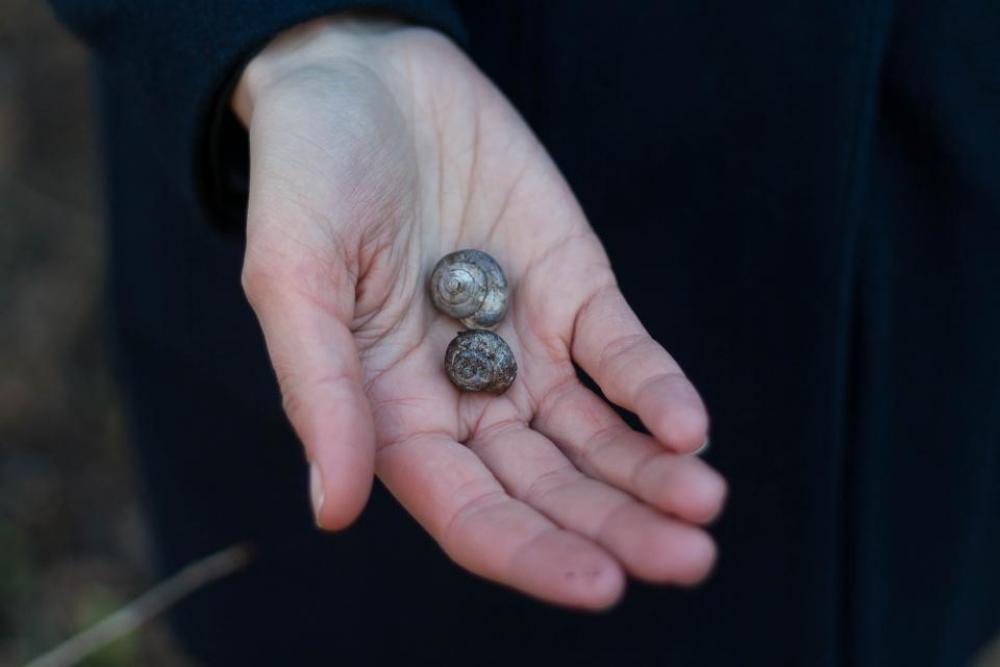 dark blur hand palm snail dark blur hand palm snail