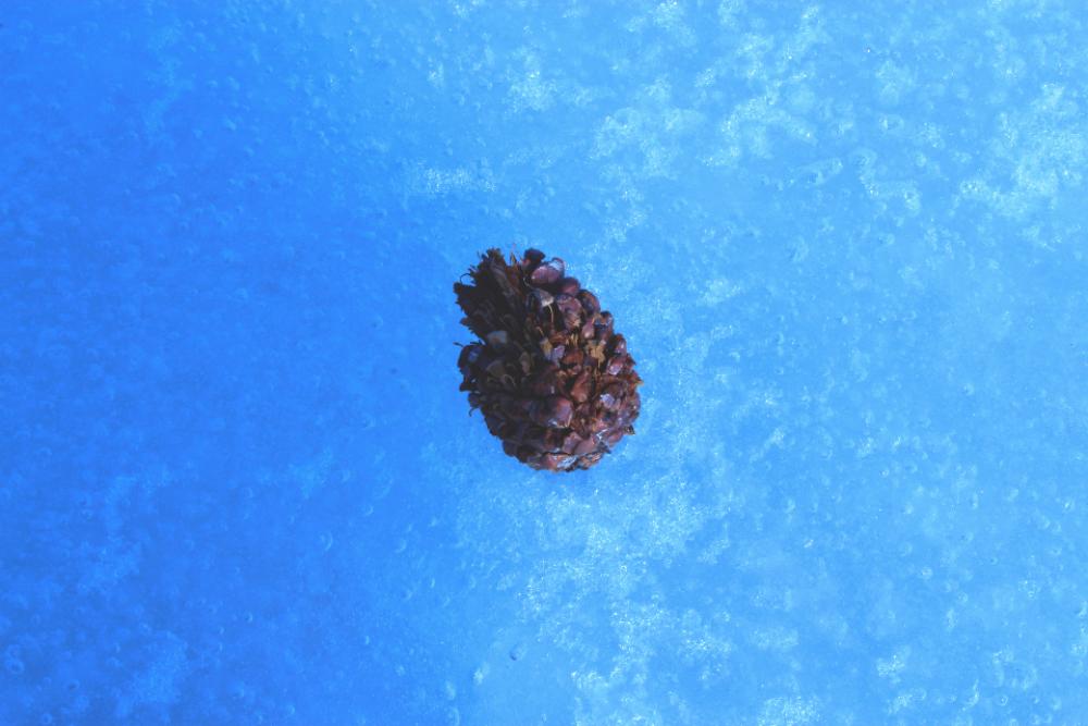 pine cone water ice winter freeze pine cone water ice winter freeze