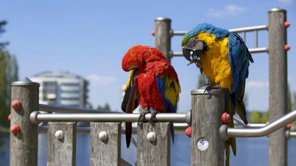 bird beak feather animal fly bird beak feather animal fly