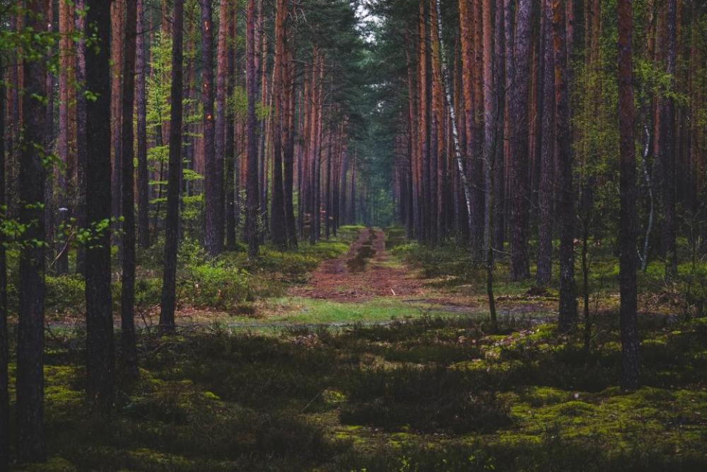 green trees plant nature forest green trees plant nature forest
