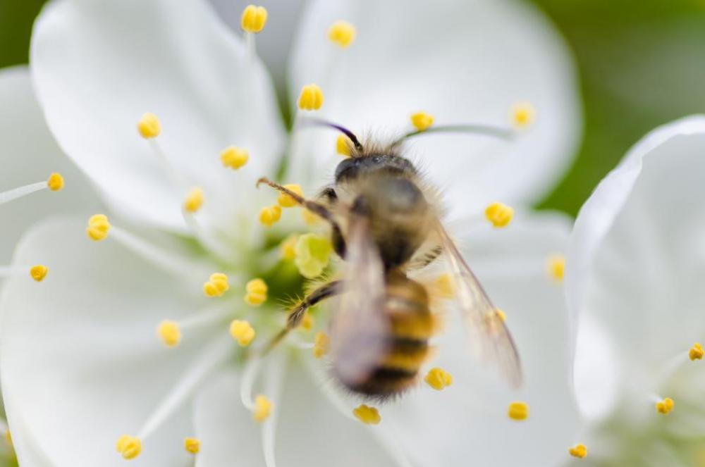 white flower blossoms bloom garden white flower blossoms bloom garden