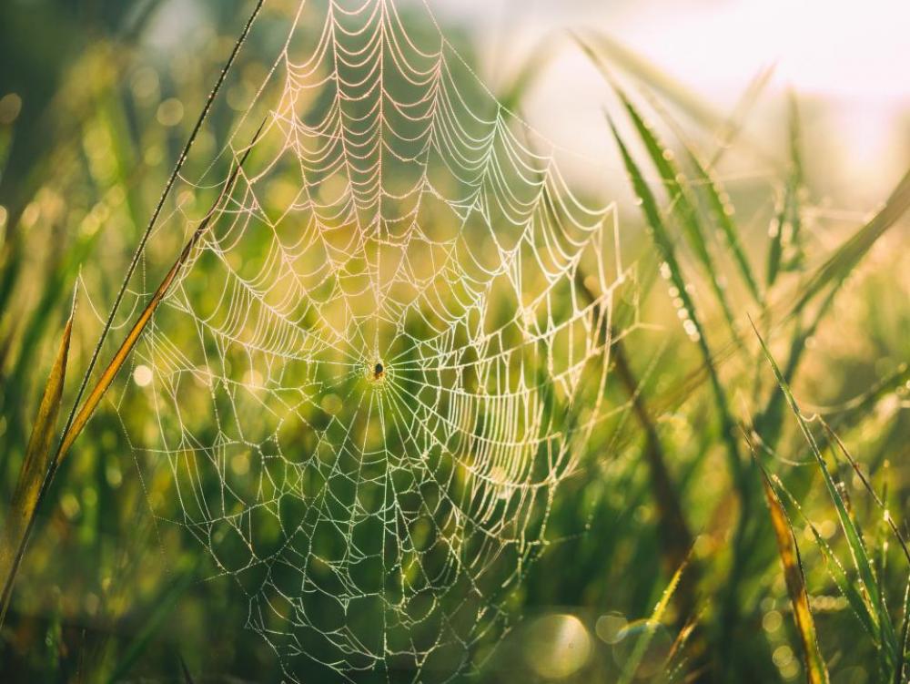 spider web green grass nature spider web green grass nature