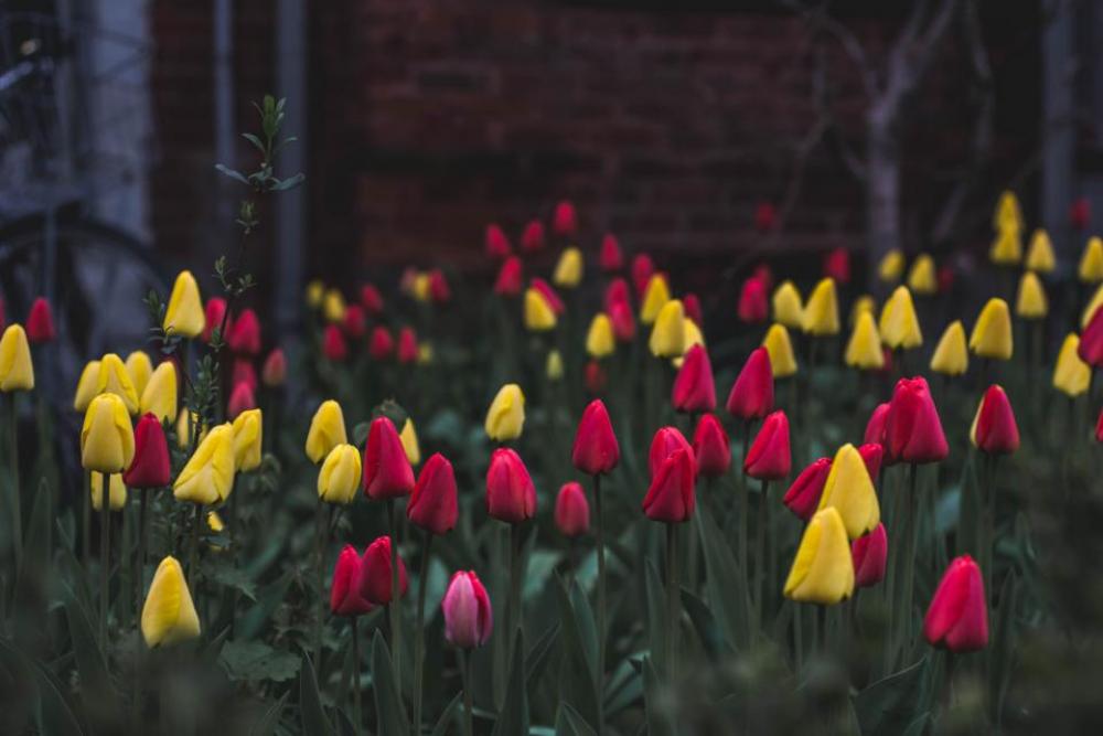 colorful yellow red pink flowers colorful yellow red pink flowers