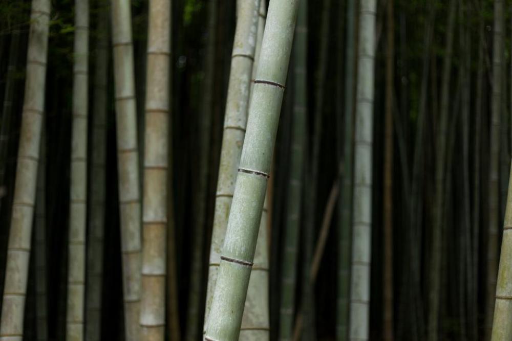 bamboo tree nature plant bamboo tree nature plant