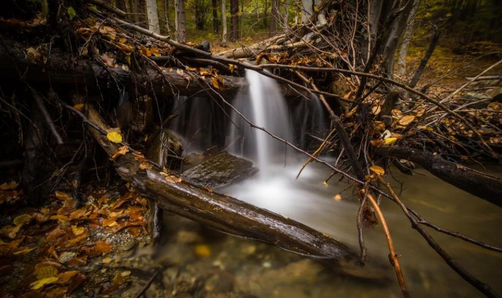 stream water green trees plant stream water green trees plant