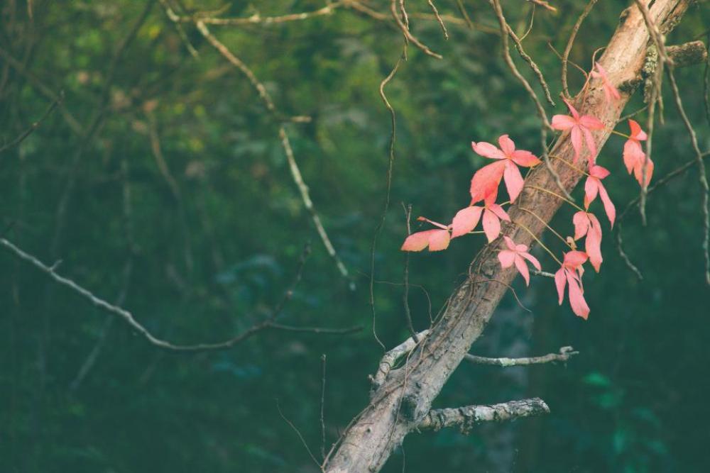 pink leaves vine plant trees pink leaves vine plant trees