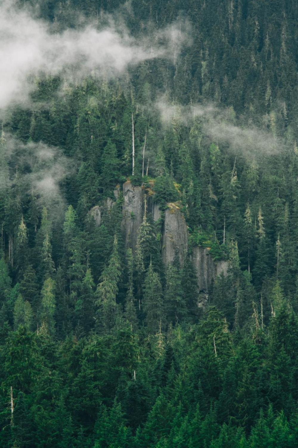 green trees plant nature forest green trees plant nature forest