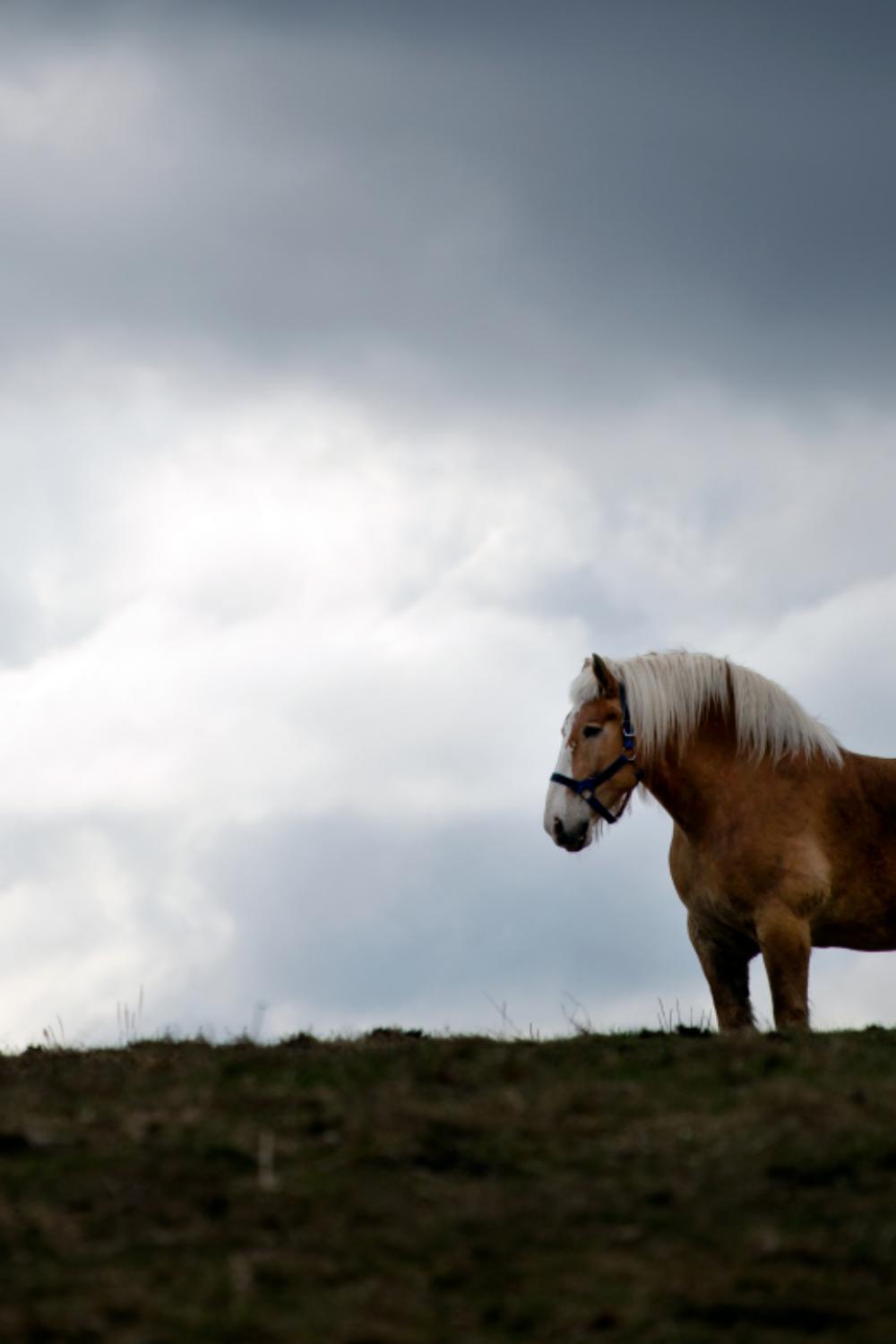 horse pasture clouds sky equine horse pasture clouds sky equine