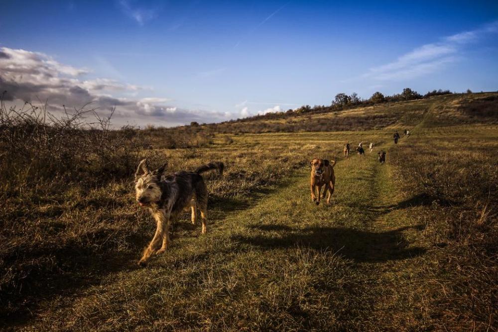 blue sky dog pet animal blue sky dog pet animal