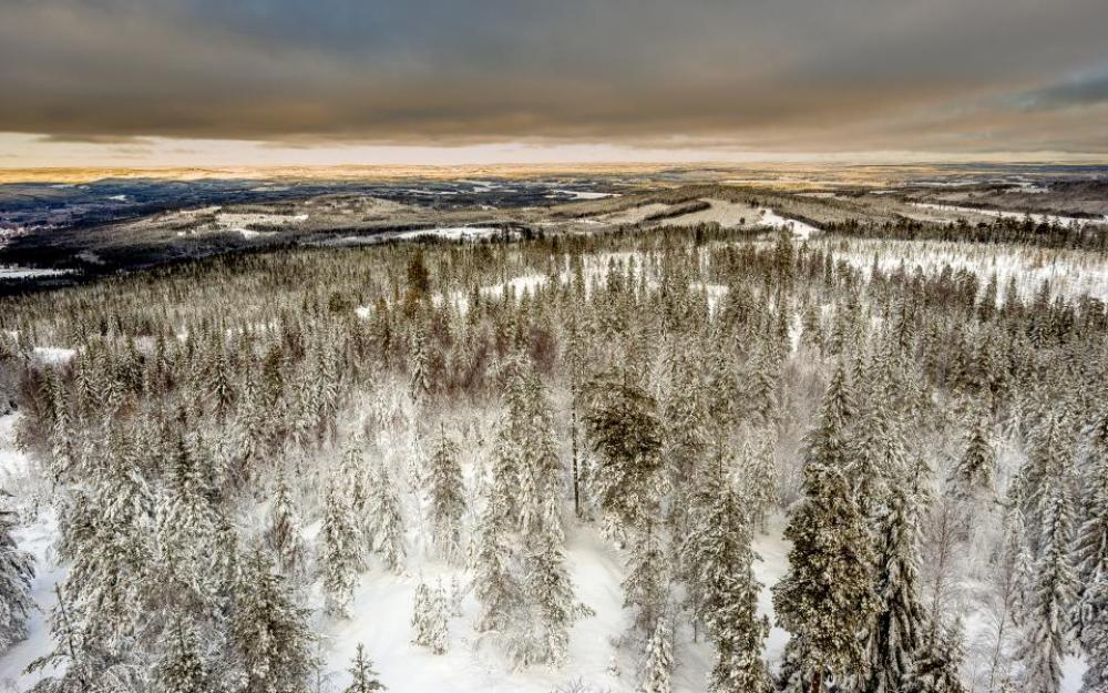 tree plant nature snow winter tree plant nature snow winter