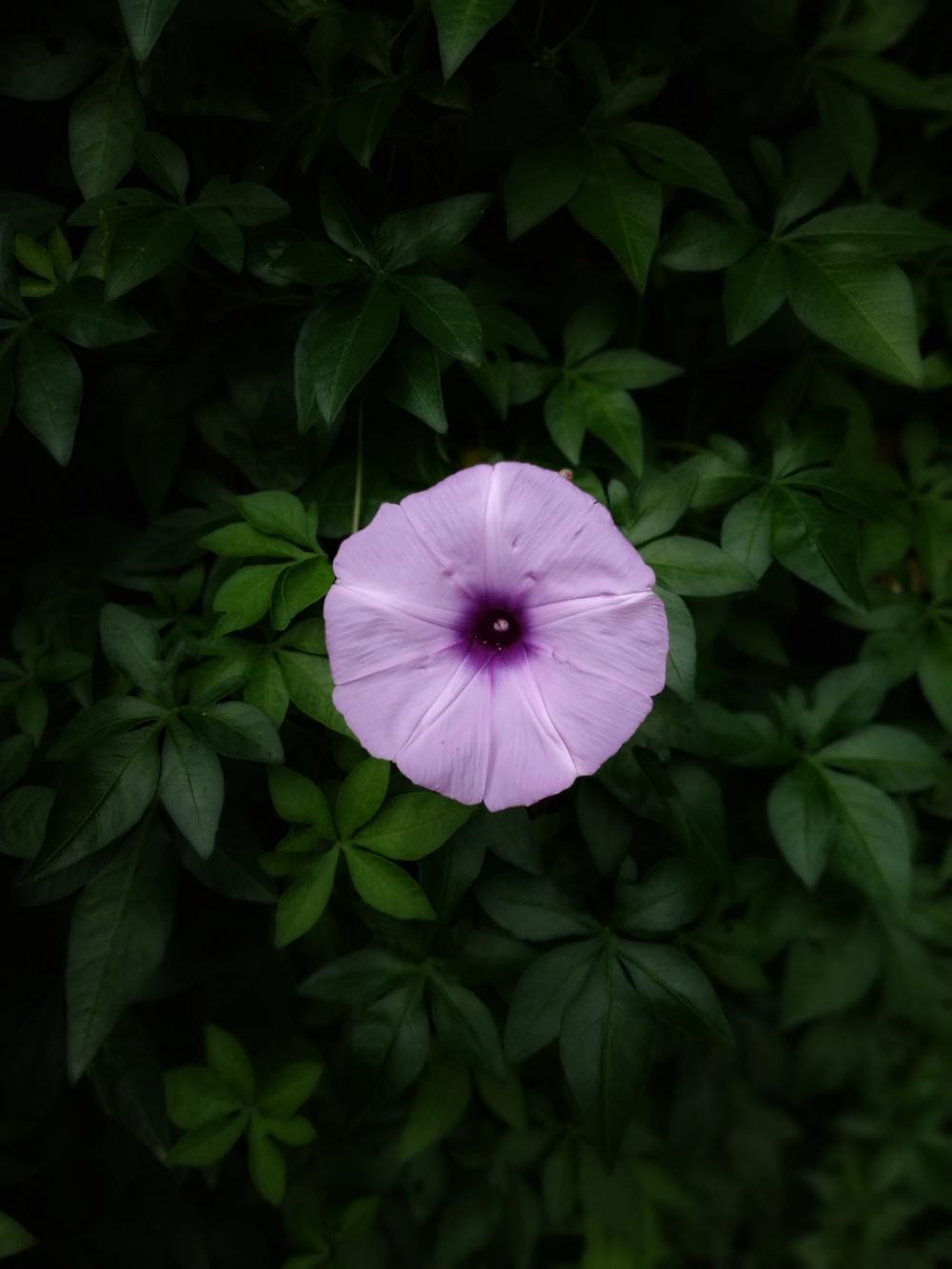 flower garden top single petals flower garden top single petals