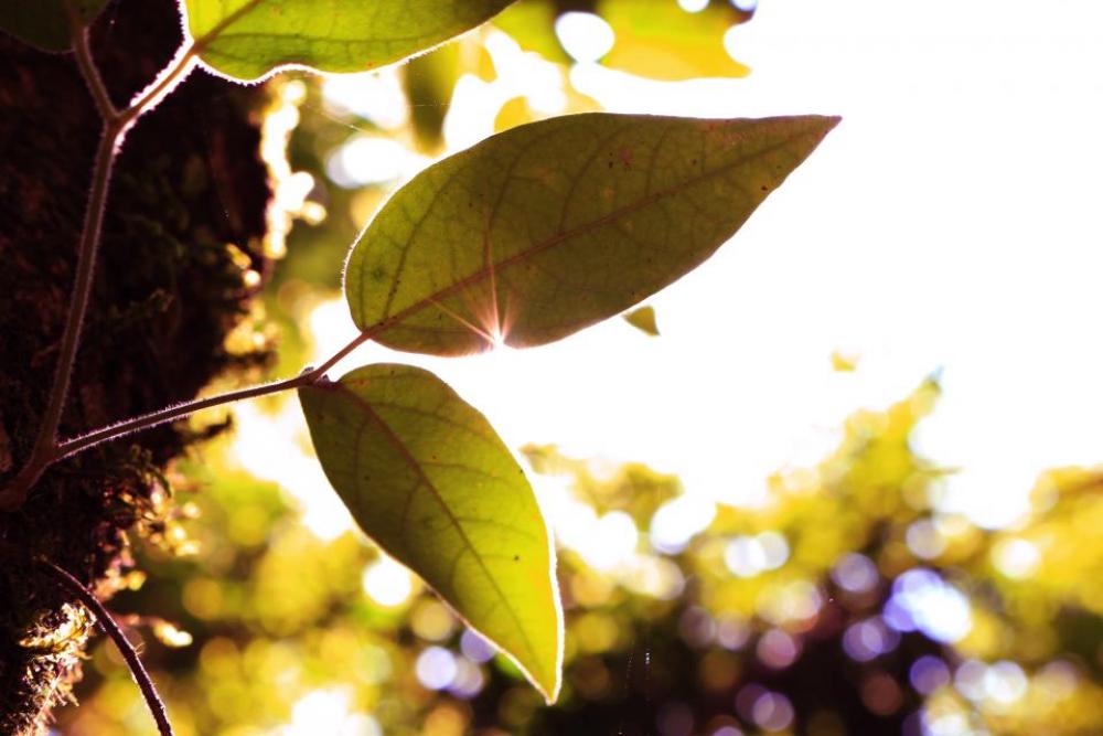 green leaf tree plant nature green leaf tree plant nature
