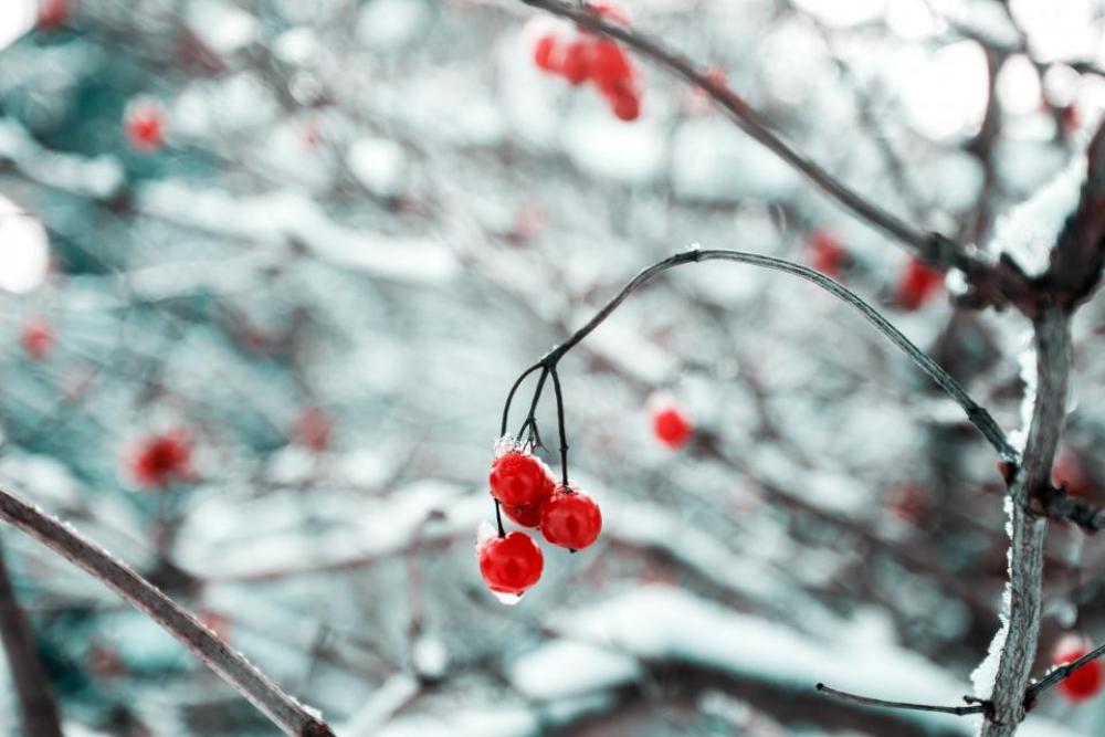 cherry red fruit food sweets cherry red fruit food sweets
