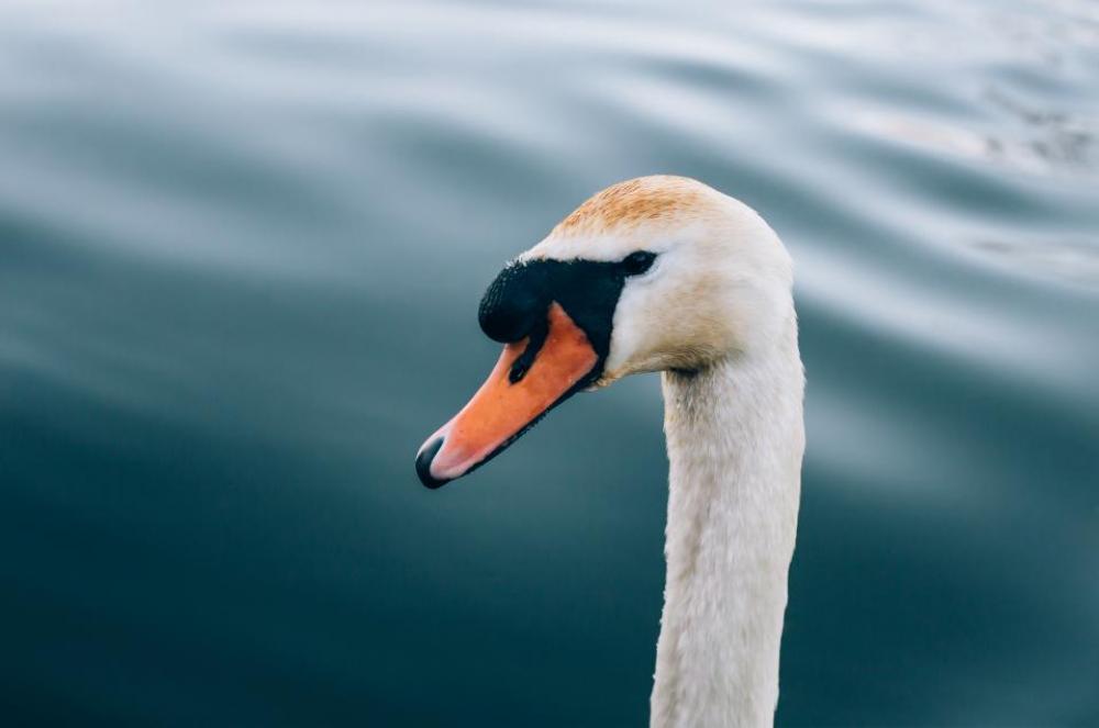 white duck swan bird animal white duck swan bird animal