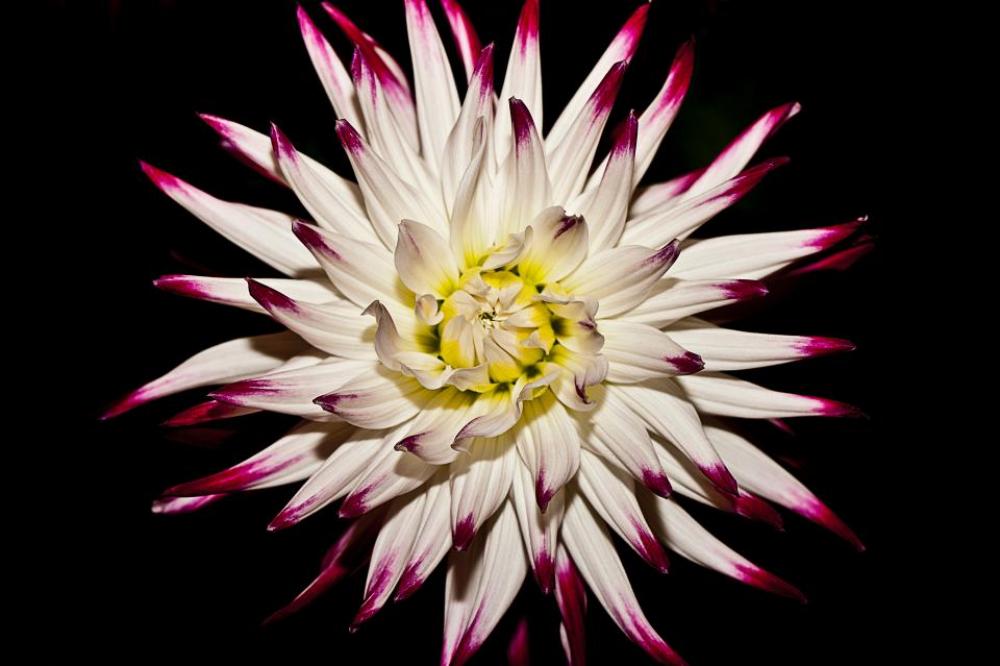 flower bloom white plant nature flower bloom white plant nature