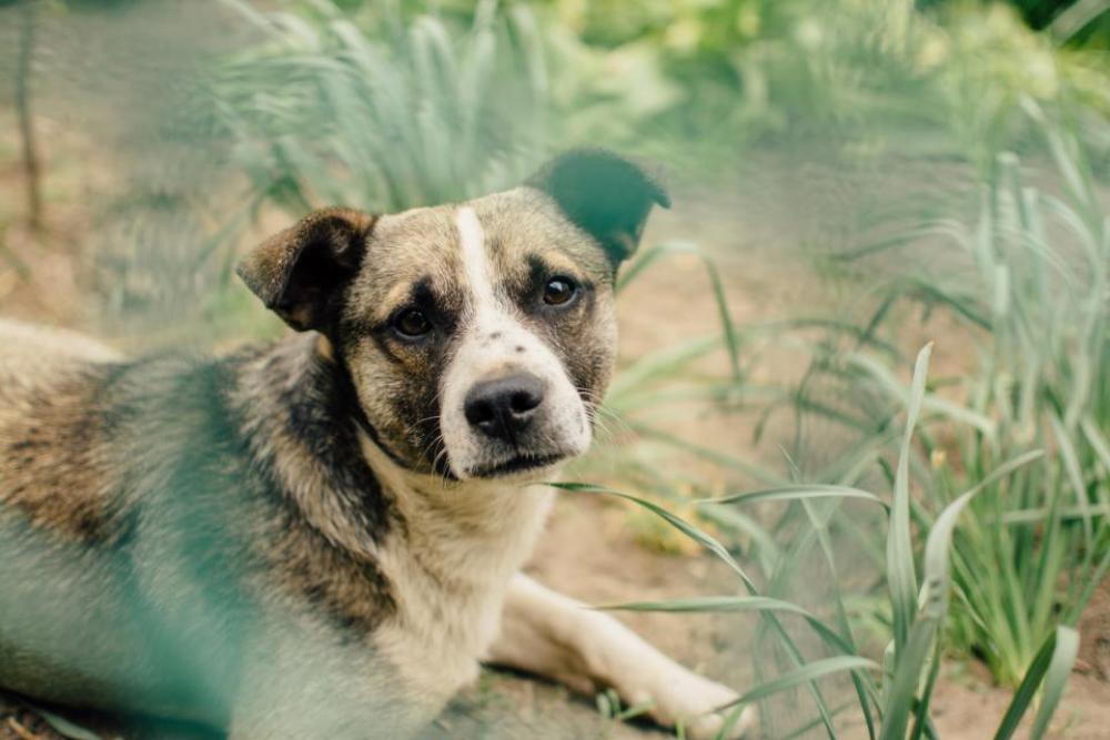 dog pet animals dog pet animals