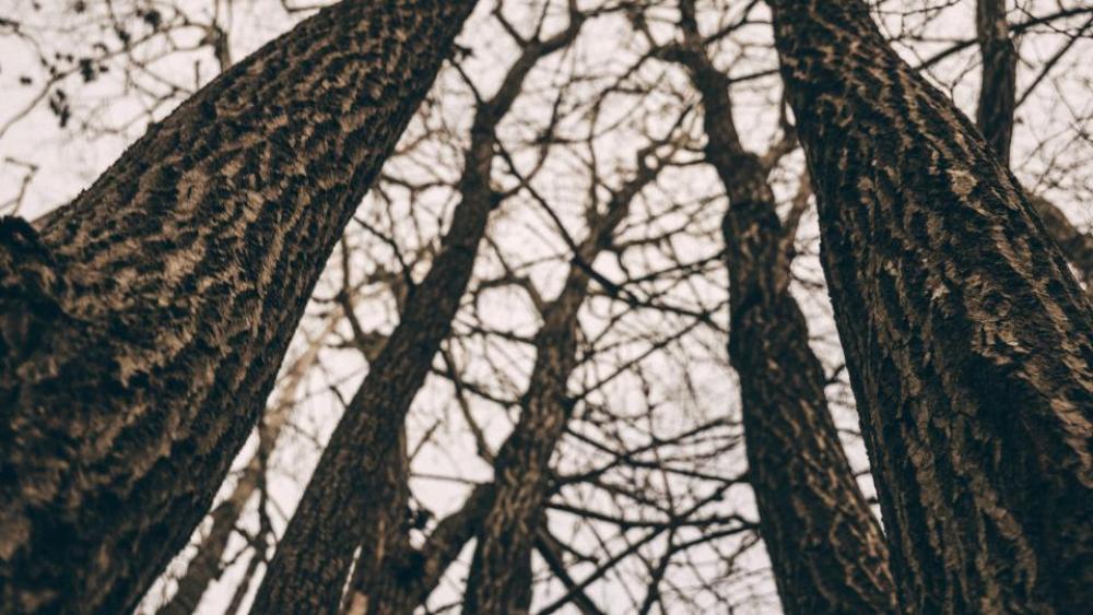 tree plant branch nature forest tree plant branch nature forest