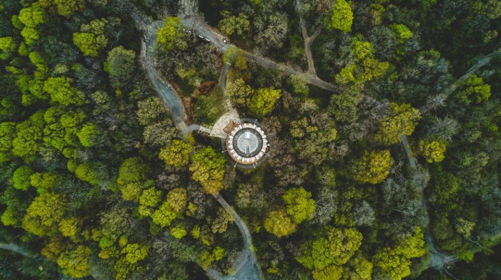 green trees plant nature forest green trees plant nature forest