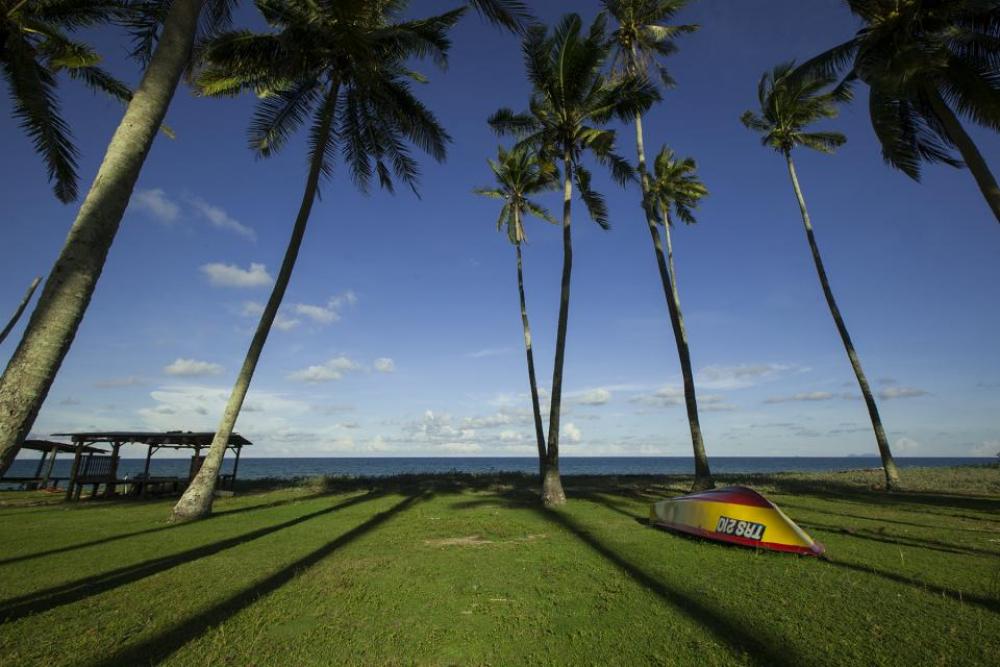 coconut tree green grass beach coconut tree green grass beach