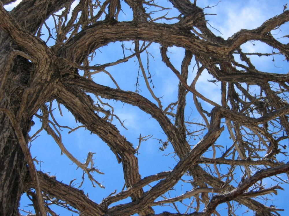 pine tree branches sky weathered pine tree branches sky weathered