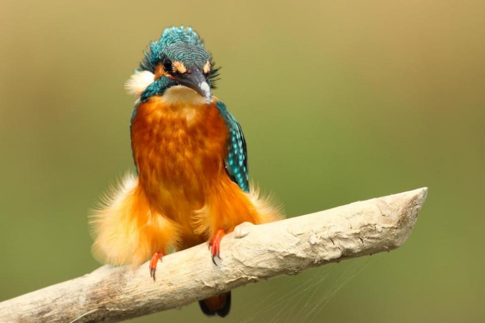 birds orange feather animal wood birds orange feather animal wood