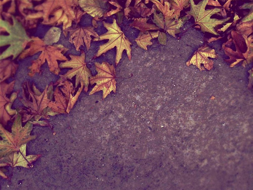 autumn fall leaves nature ground autumn fall leaves nature ground
