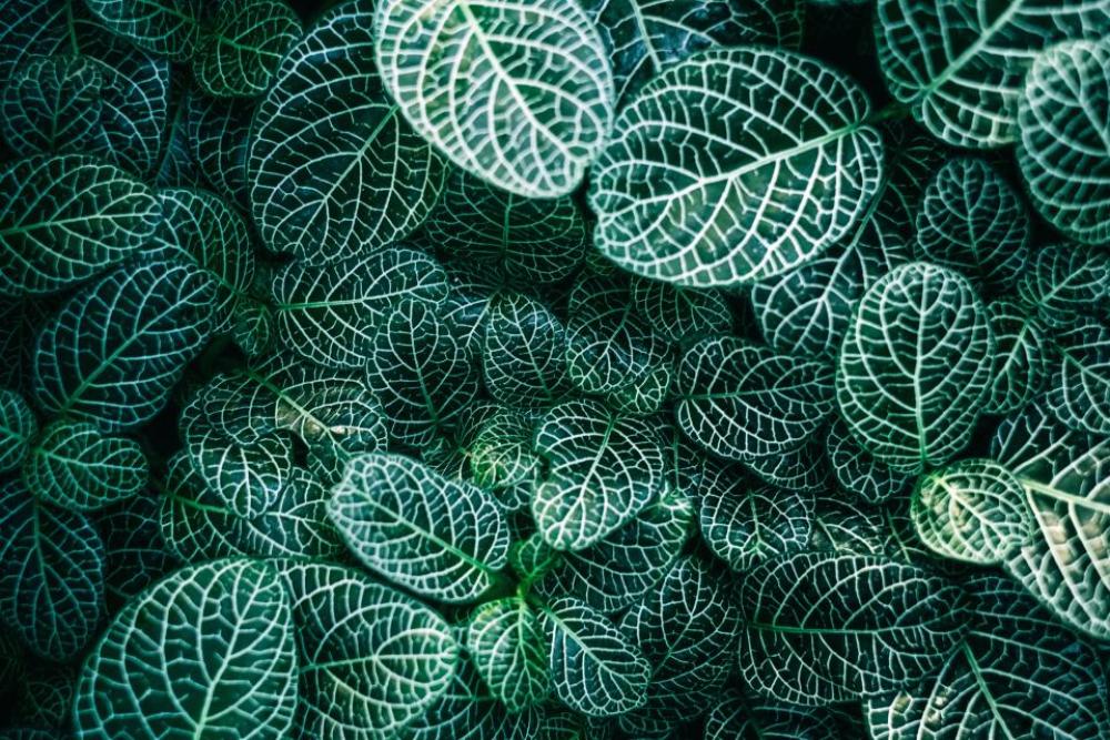green plants nature leaves green plants nature leaves