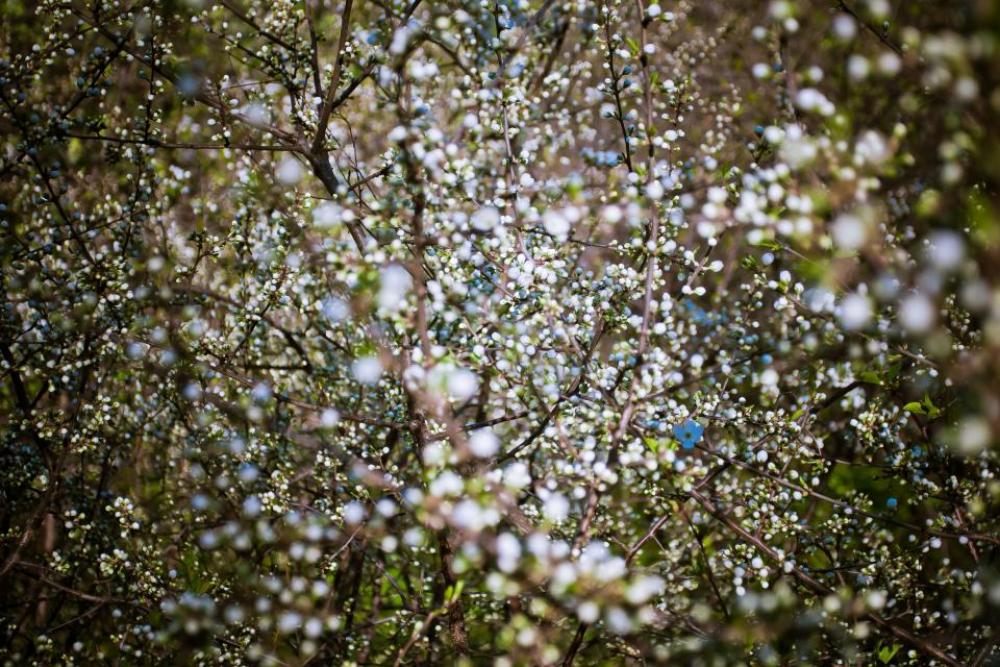 flowers nature blossoms branches stems flowers nature blossoms branches stems