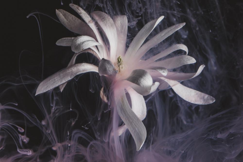 creative abstract flower dark smoke creative abstract flower dark smoke