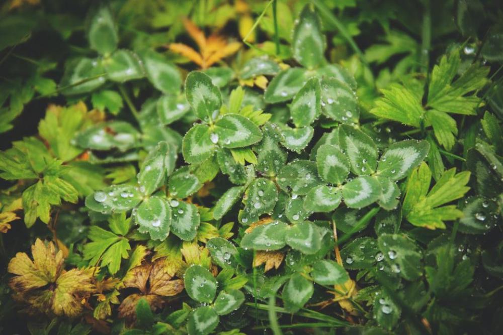 green plants leaves nature green plants leaves nature