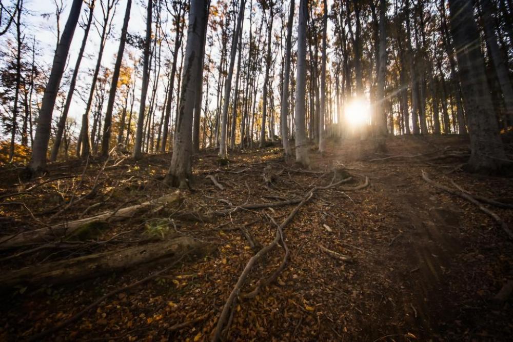 tree plant forest highland wood tree plant forest highland wood