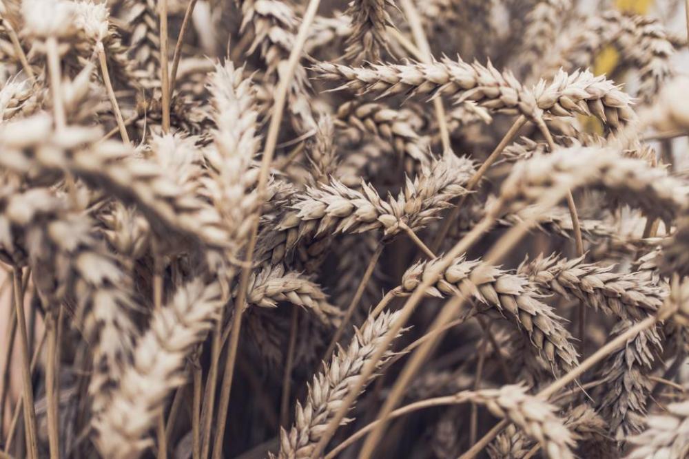 grass wheat cereal grain nutrition grass wheat cereal grain nutrition