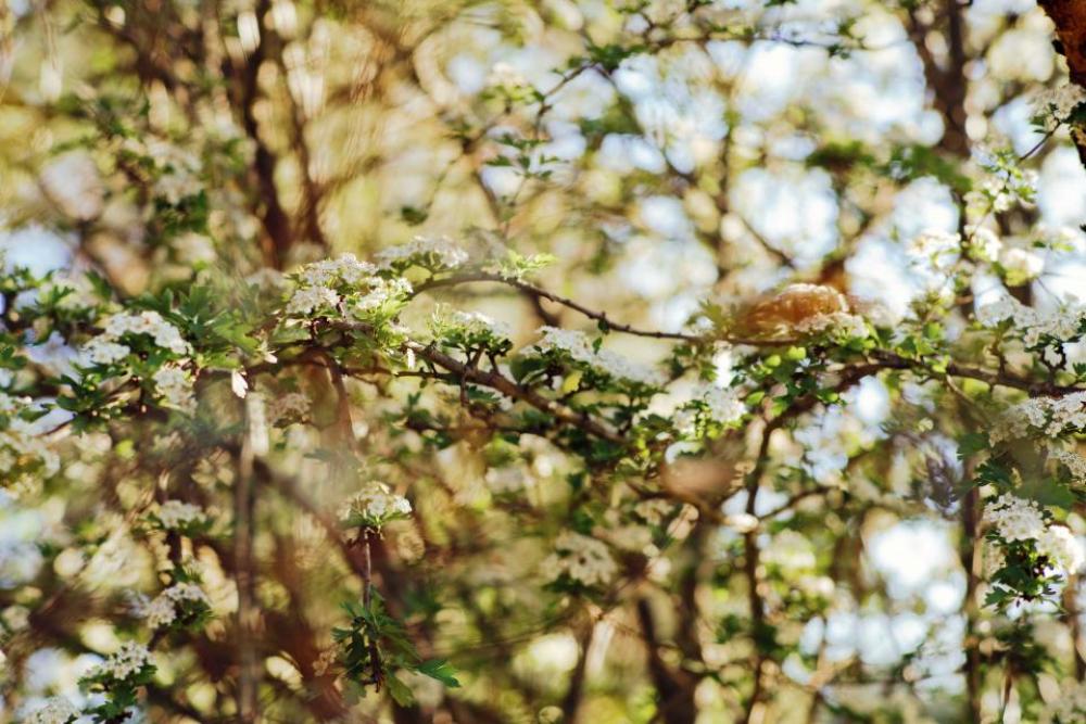 flower white petal bloom garden flower white petal bloom garden