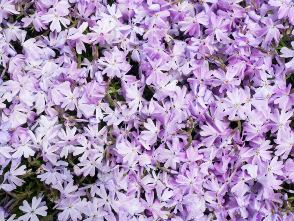 flowers nature blossoms lilac petals flowers nature blossoms lilac petals