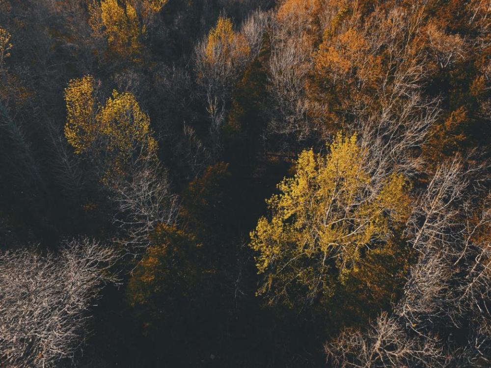nature landscape woods forest trees nature landscape woods forest trees