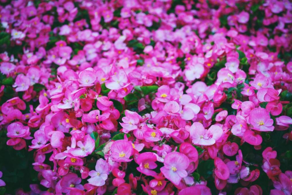pink flowers garden nature pink flowers garden nature