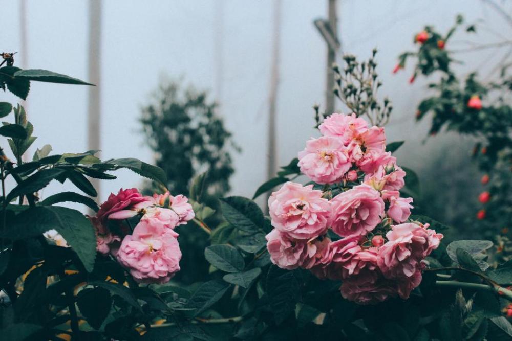 flowers pink roses green leaf flowers pink roses green leaf