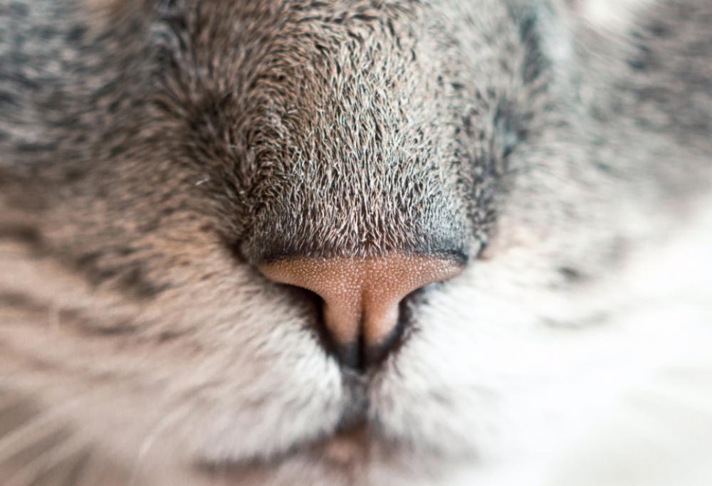 closeup cat nose animal feline closeup cat nose animal feline