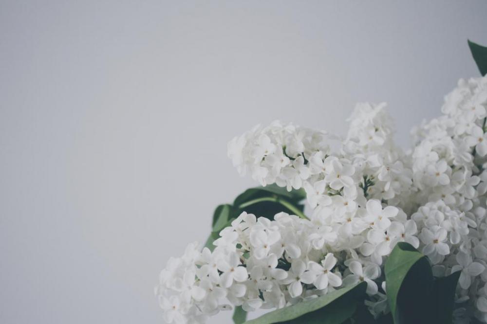 white flowers decor white flowers decor