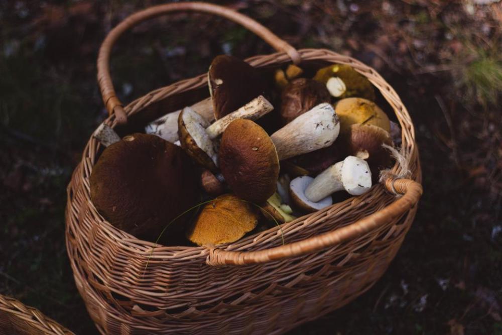woven basket mushrooms nature outdoors woven basket mushrooms nature outdoors