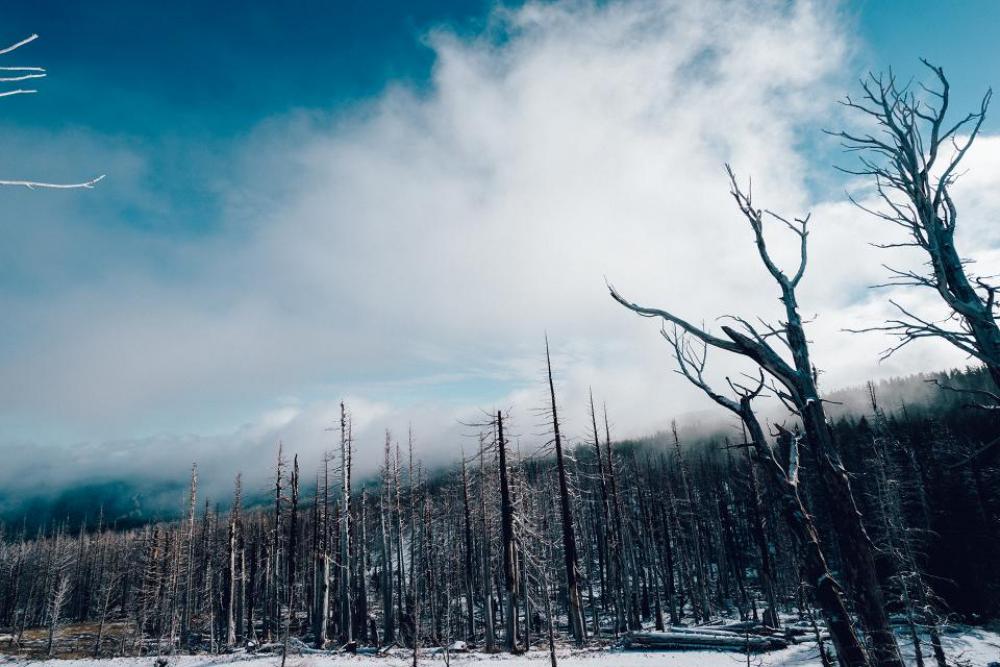 trees forest woods winter snow trees forest woods winter snow