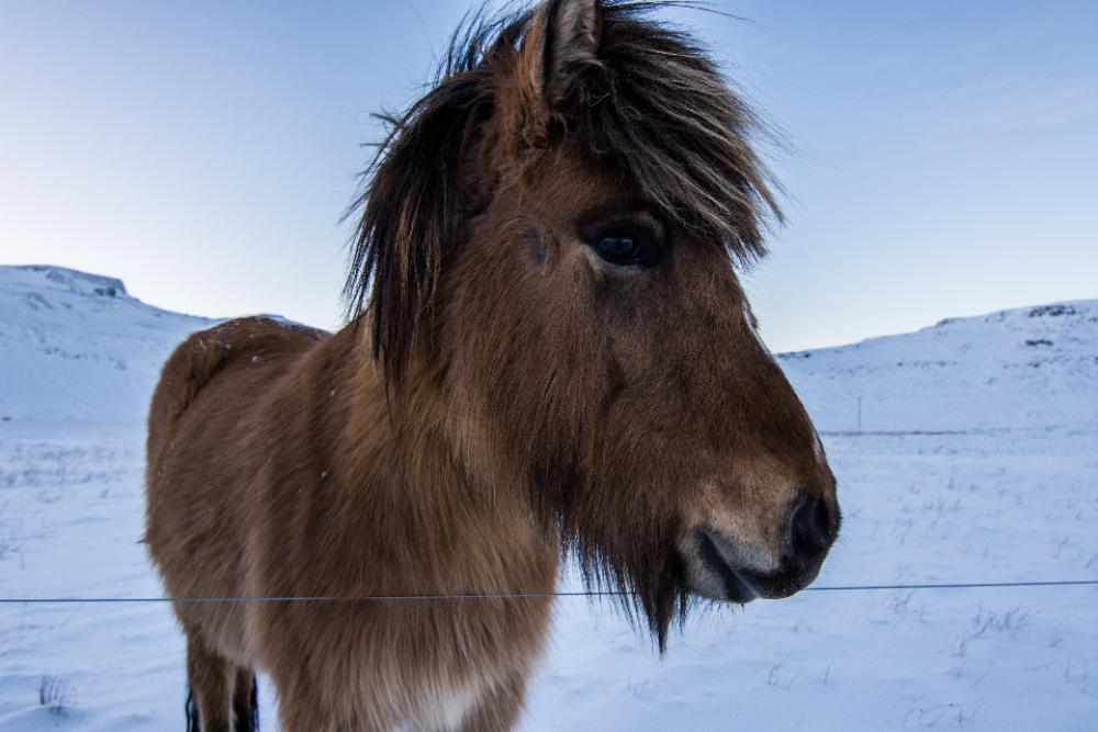 winter wild horse snow frozen winter wild horse snow frozen