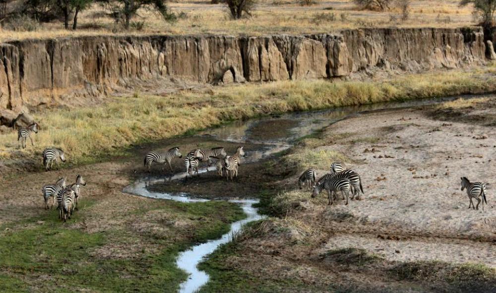 nature landscape wildlife animal zebra nature landscape wildlife animal zebra