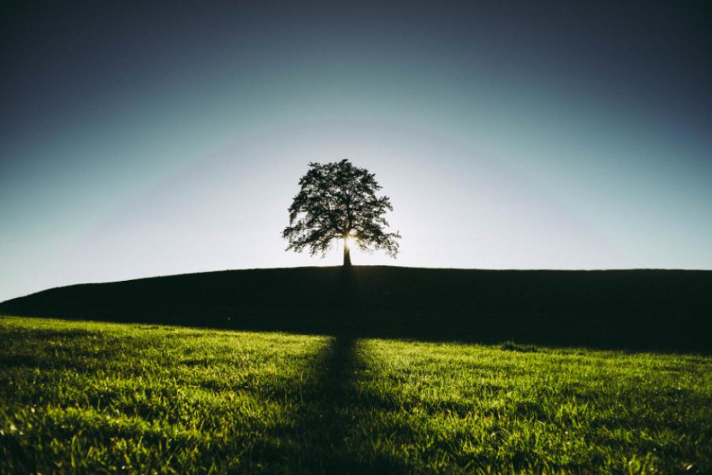 summer tree shadow field alone summer tree shadow field alone